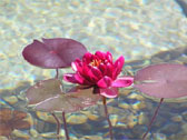 Agrandir la photo