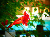 Agrandir la photo