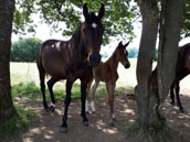 Domaine de Longeville